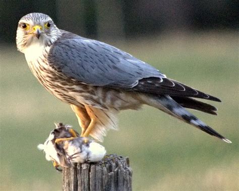 greifvogel englisch